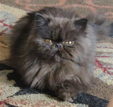 Take a look at our available cats. . Persian cat rescue virginia
